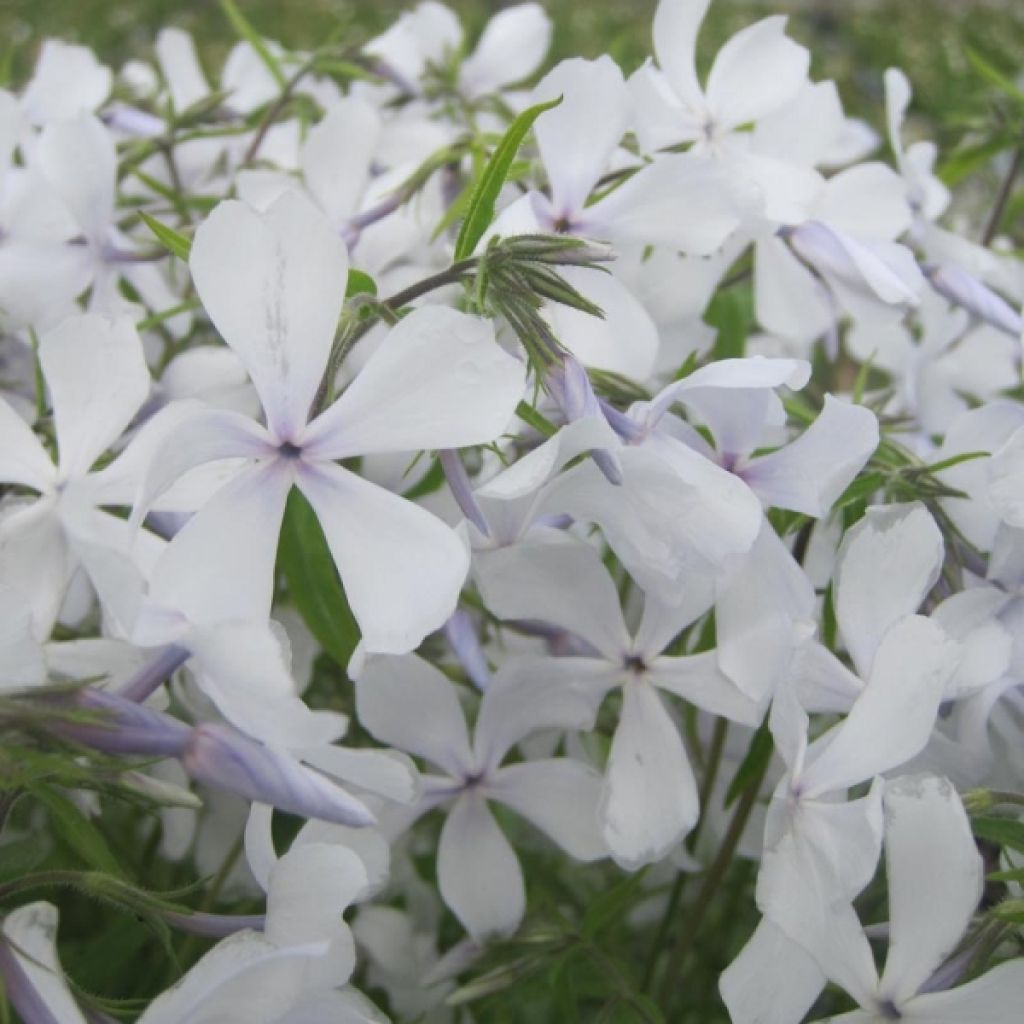 Phlox divaricata White Perfume - Voorjaarsvlambloem
