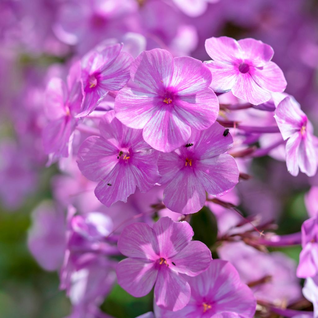 Phlox maculata Alpha - Vlambloem