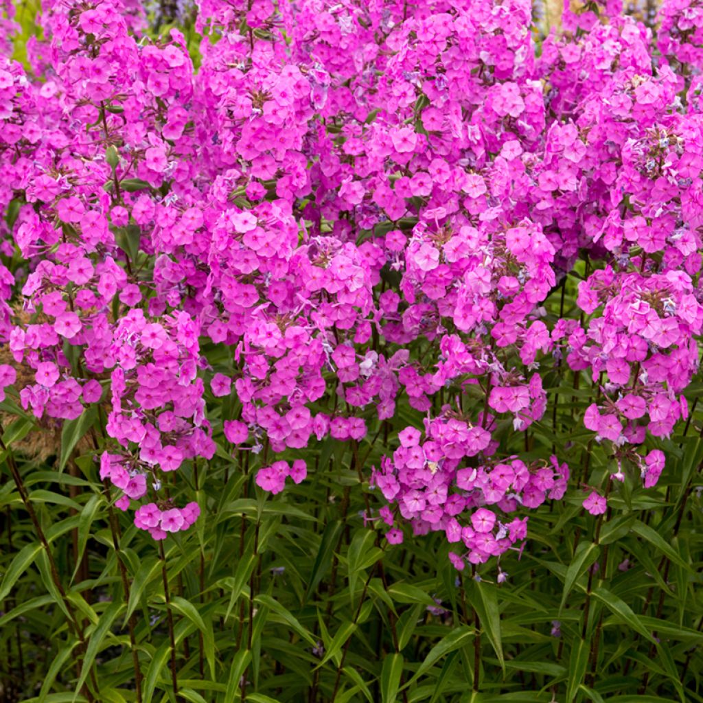 Phlox maculata Alpha - Vlambloem