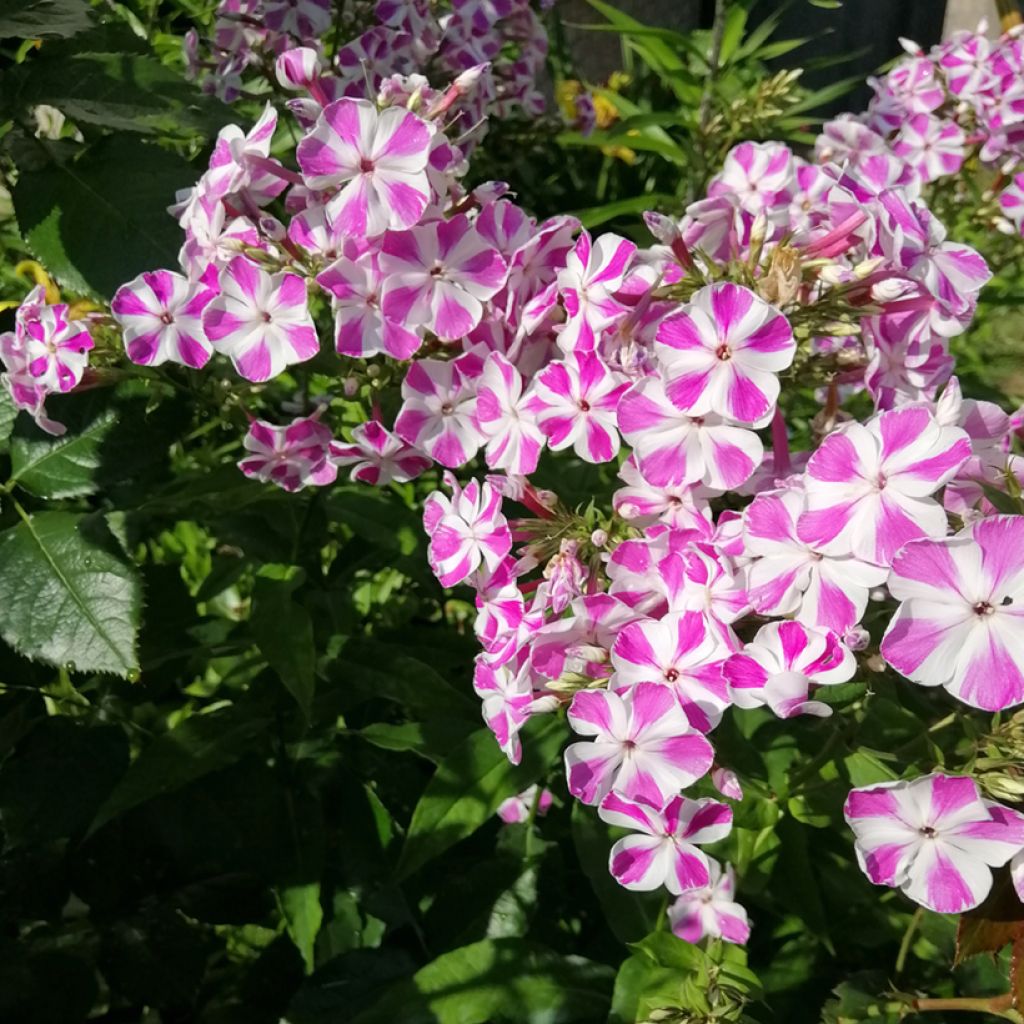 Phlox maculata Natasha - Vlambloem