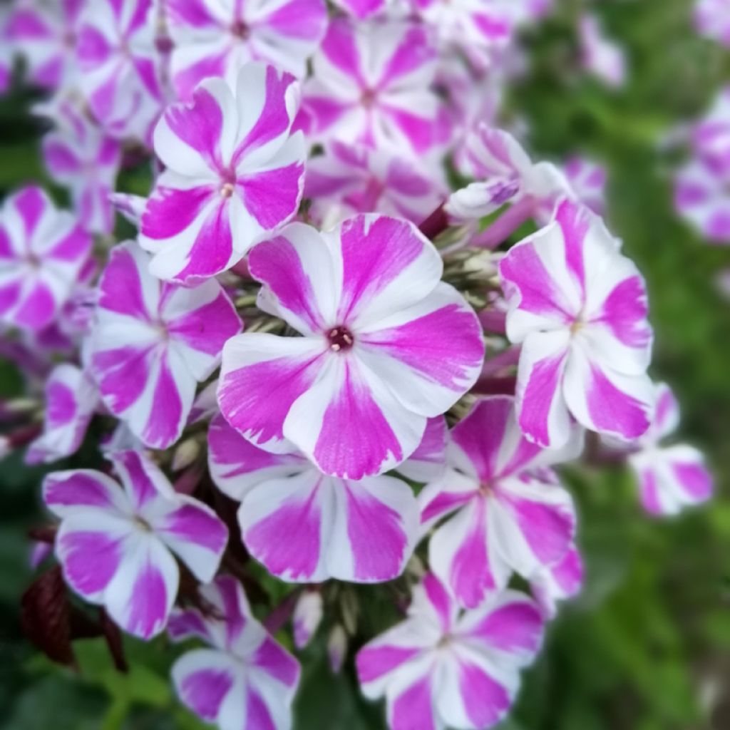 Phlox maculata Natasha - Vlambloem