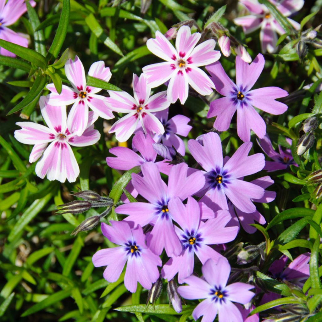 Phlox subulata Candy Stripes - Kruipende vlambloem