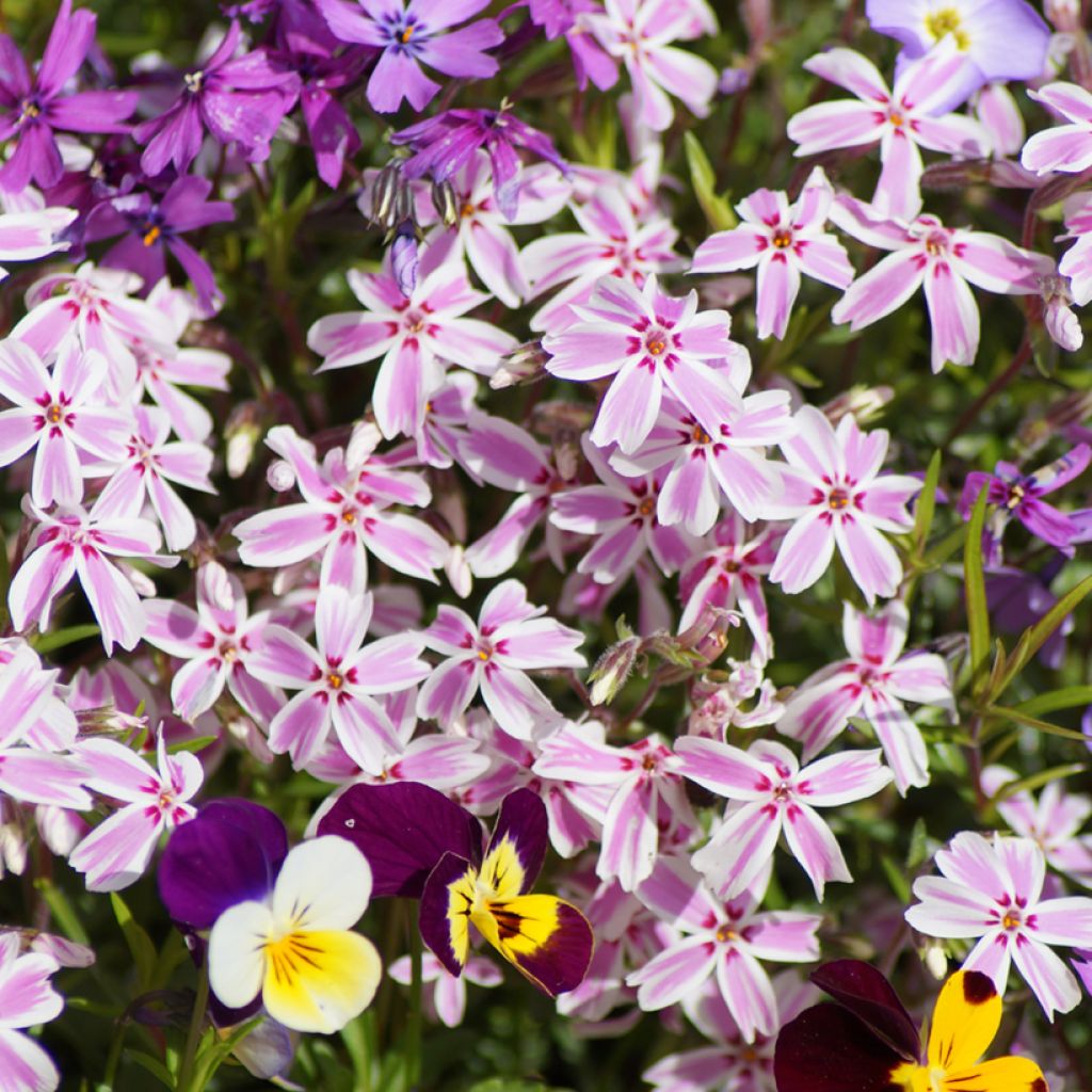 Phlox subulata Candy Stripes - Kruipende vlambloem