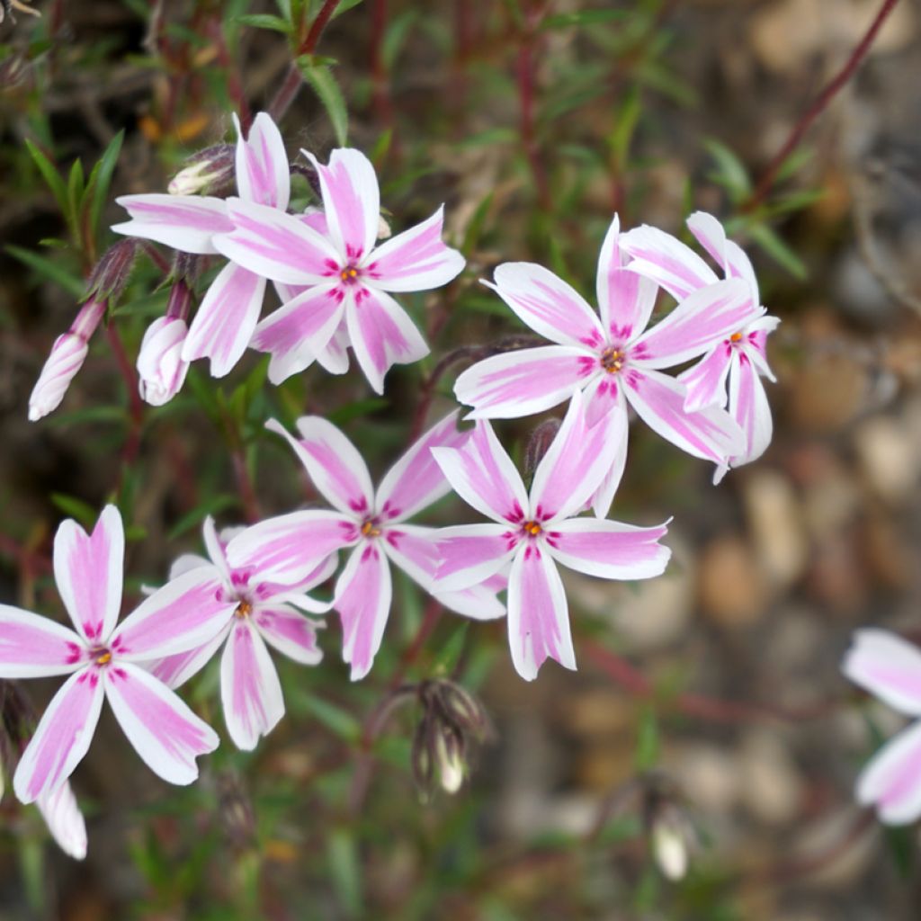 Phlox subulata Candy Stripes - Kruipende vlambloem