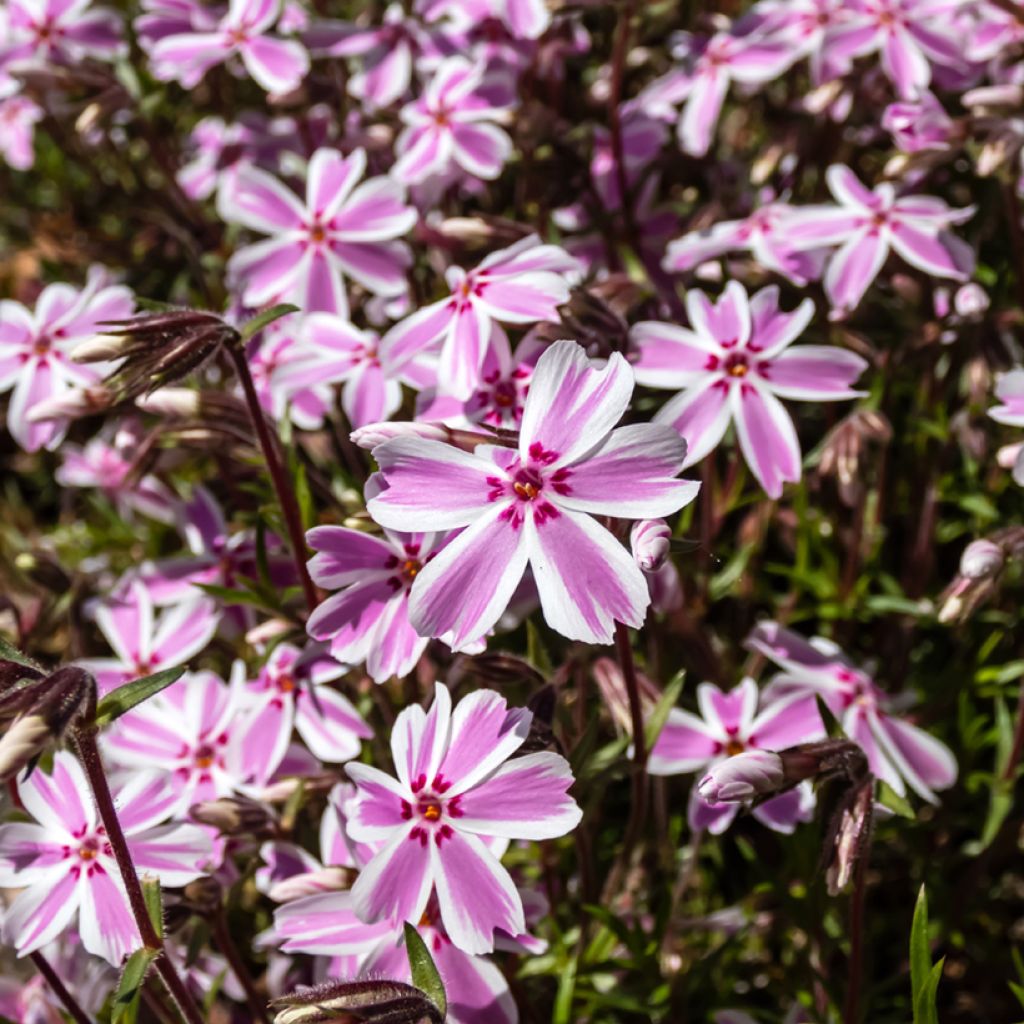 Phlox subulata Candy Stripes - Kruipende vlambloem