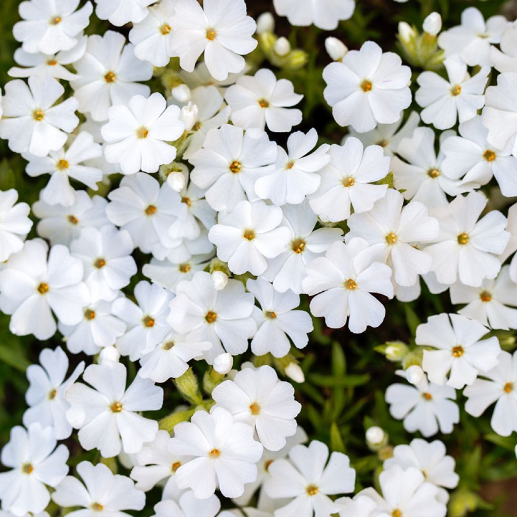 Phlox subulata White Delight - Kruipende vlambloem