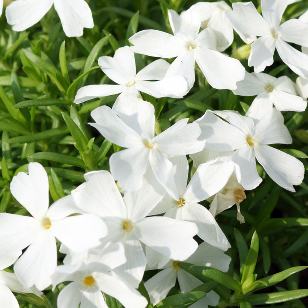 Phlox subulata White Delight - Kruipende vlambloem