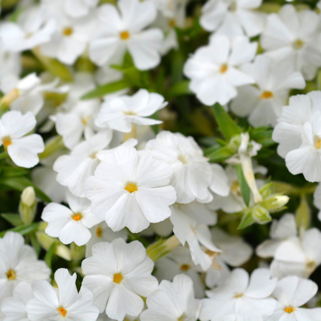 Phlox subulata White Delight - Kruipende vlambloem