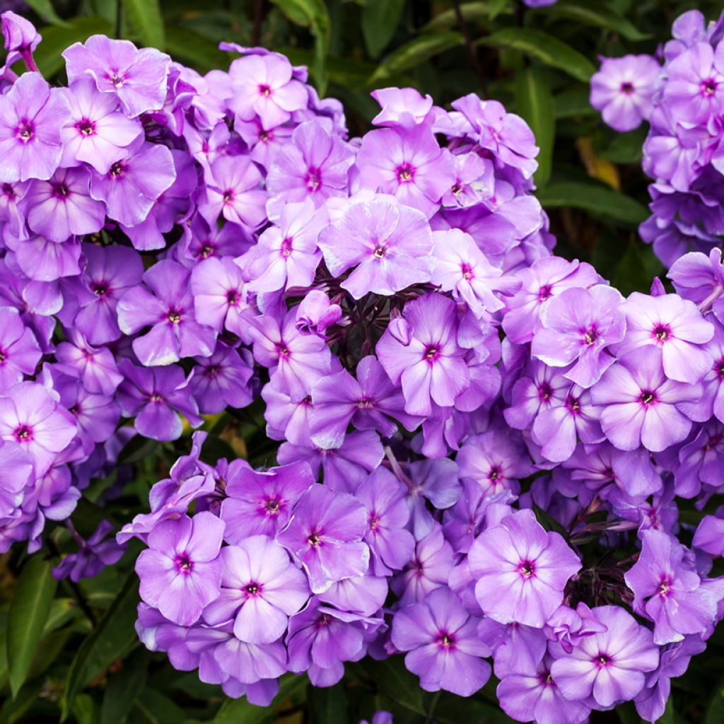 Phlox paniculata Blue Paradise - Vlambloem