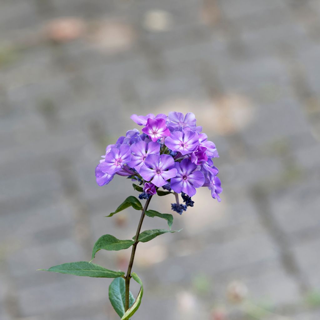 Phlox paniculata Blue Paradise - Vlambloem