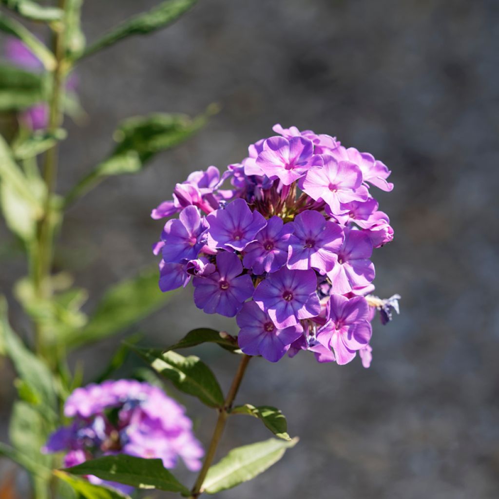 Phlox paniculata Blue Paradise - Vlambloem