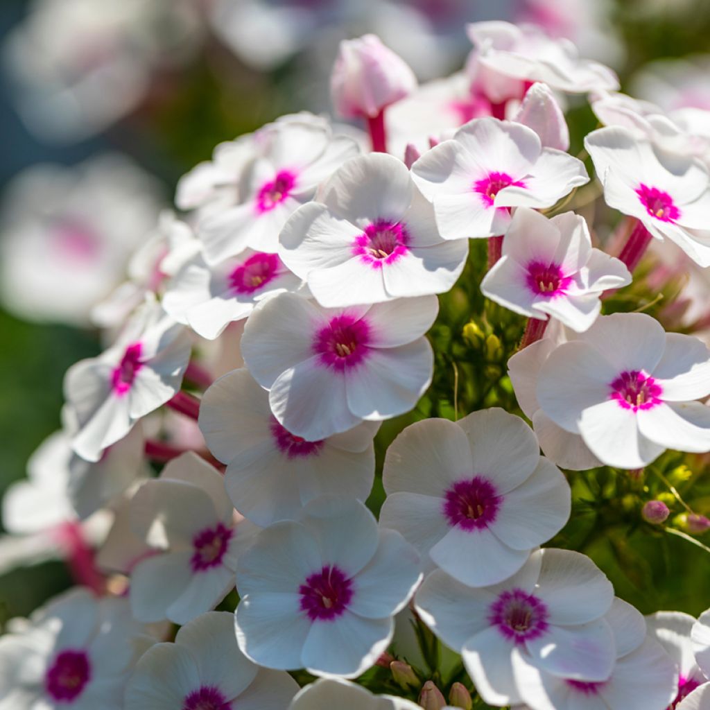 Phlox paniculata Bright Eyes - Vlambloem