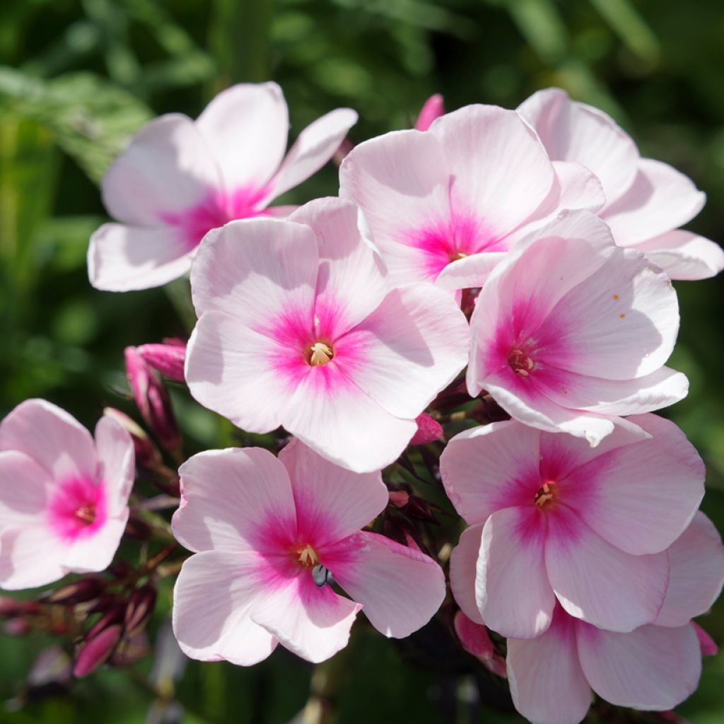 Phlox paniculata Bright Eyes - Vlambloem