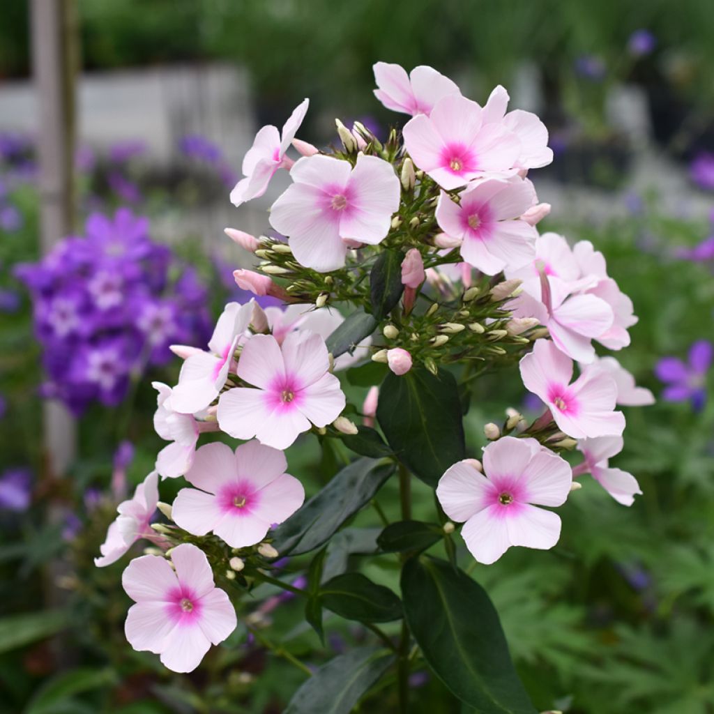 Phlox paniculata Bright Eyes - Vlambloem