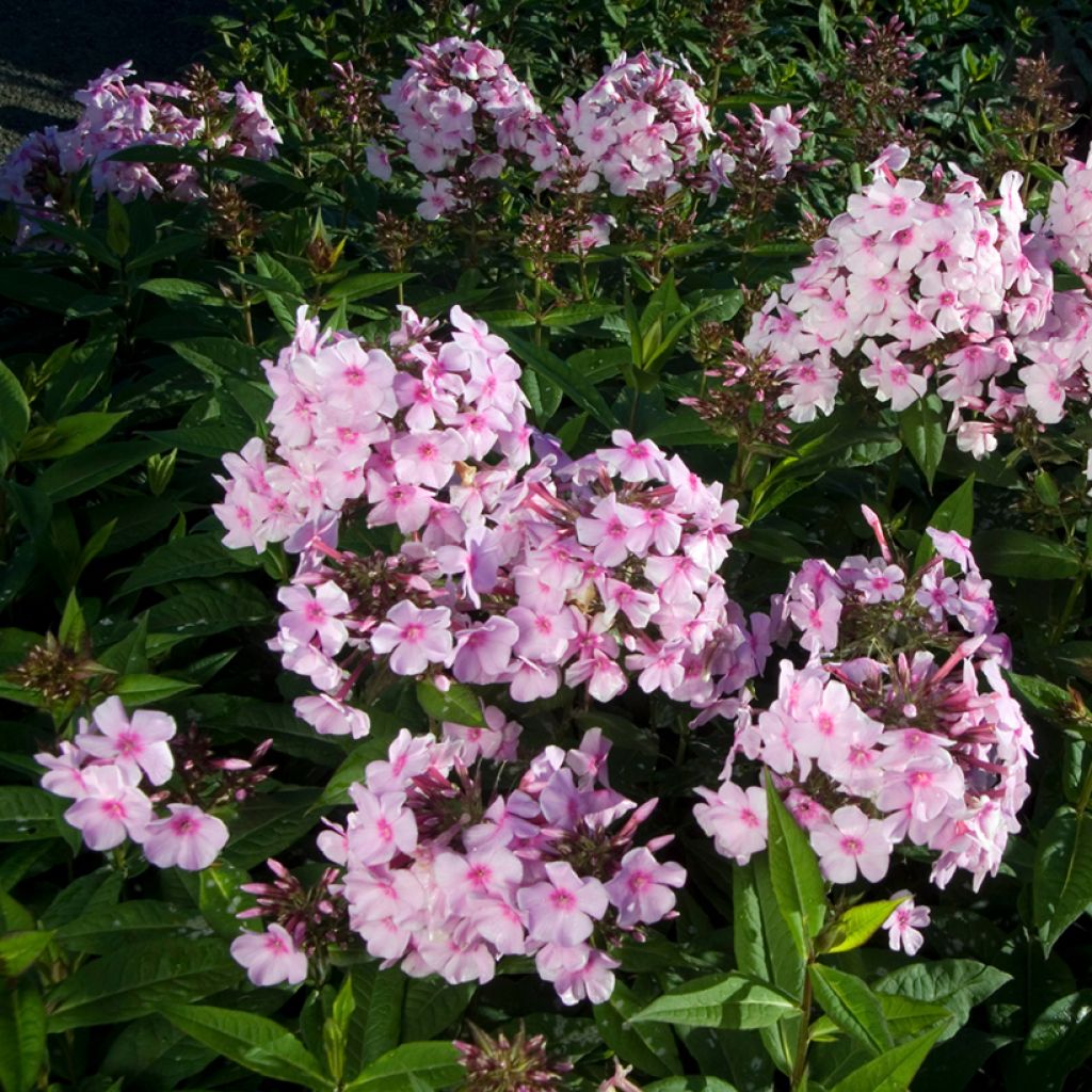Phlox paniculata Bright Eyes - Vlambloem