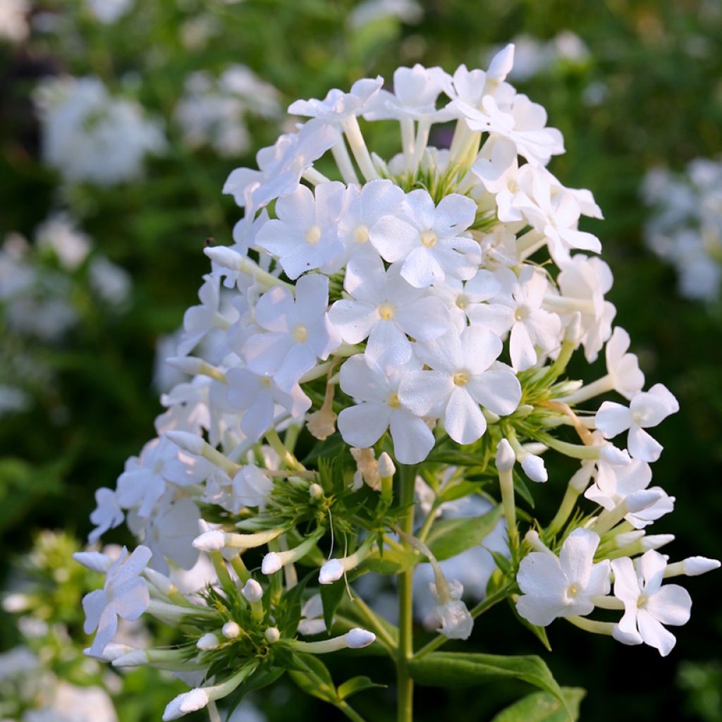 Phlox paniculata David - Vlambloem