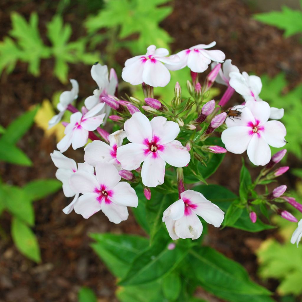 Phlox paniculata Europa - Vlambloem