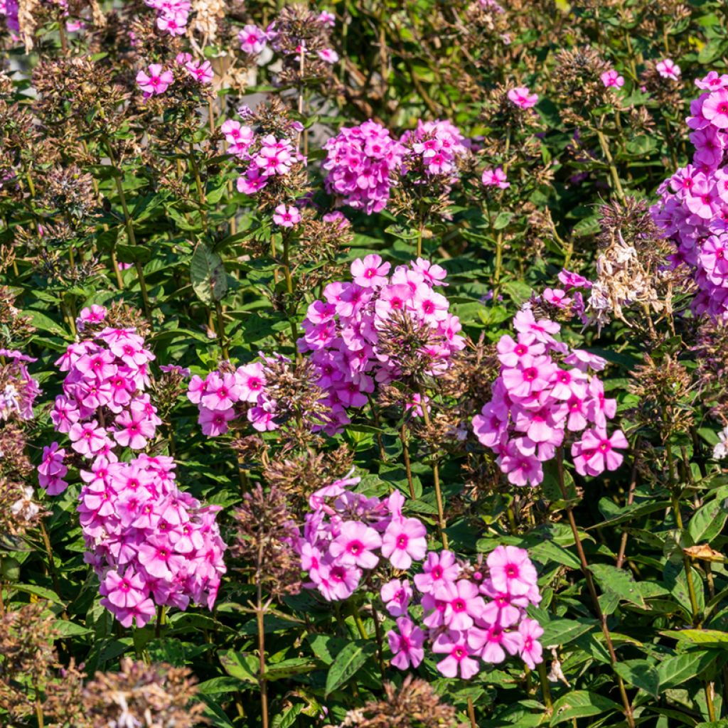 Phlox paniculata Eva Cullum - Vlambloem