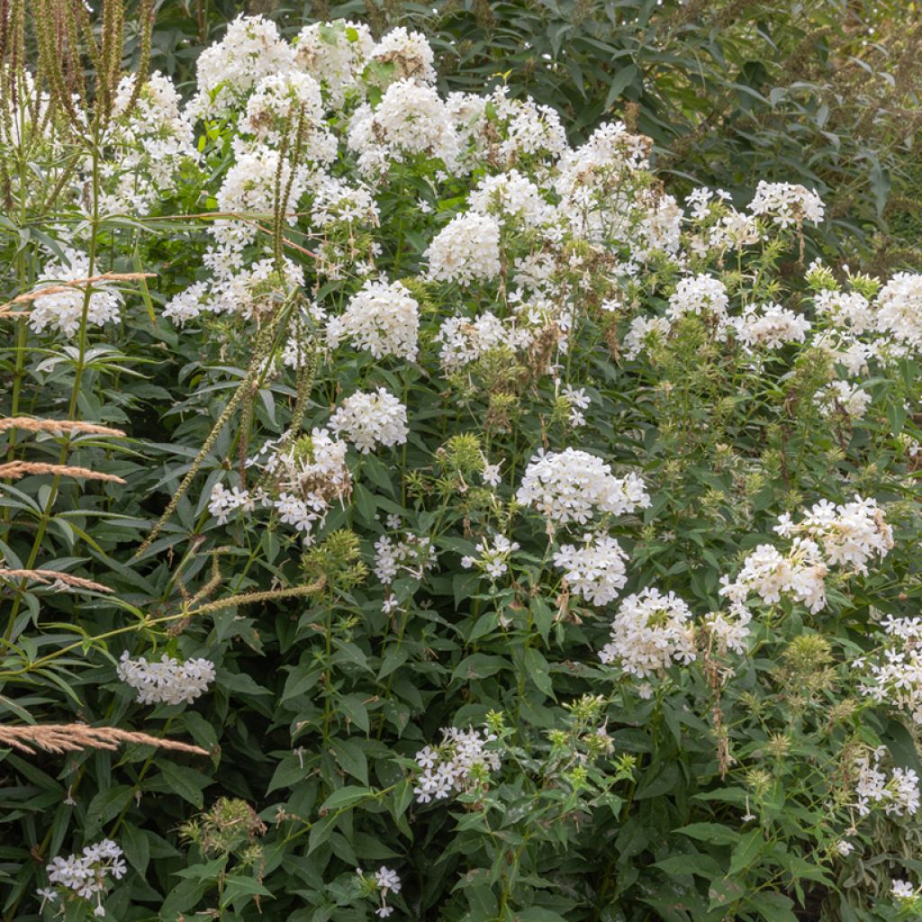 Phlox paniculata Fujiyama - Vlambloem