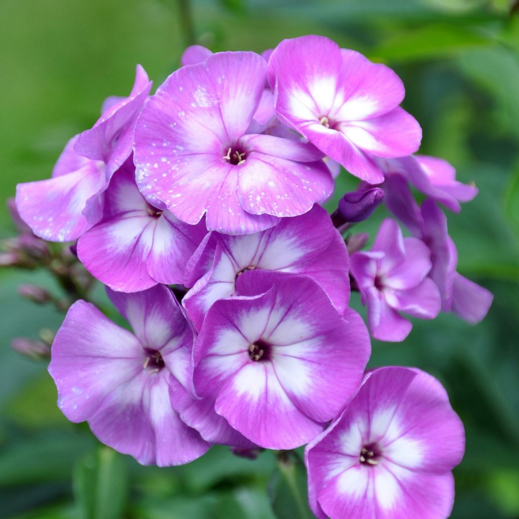 Phlox paniculata Little Laura - Vlambloem