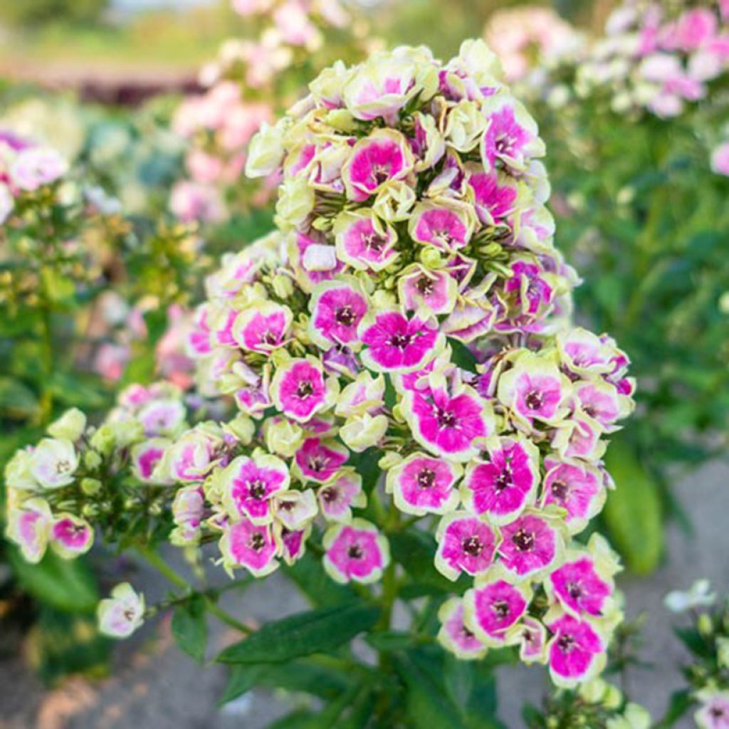 Phlox paniculata Orchid Yellow - Vlambloem