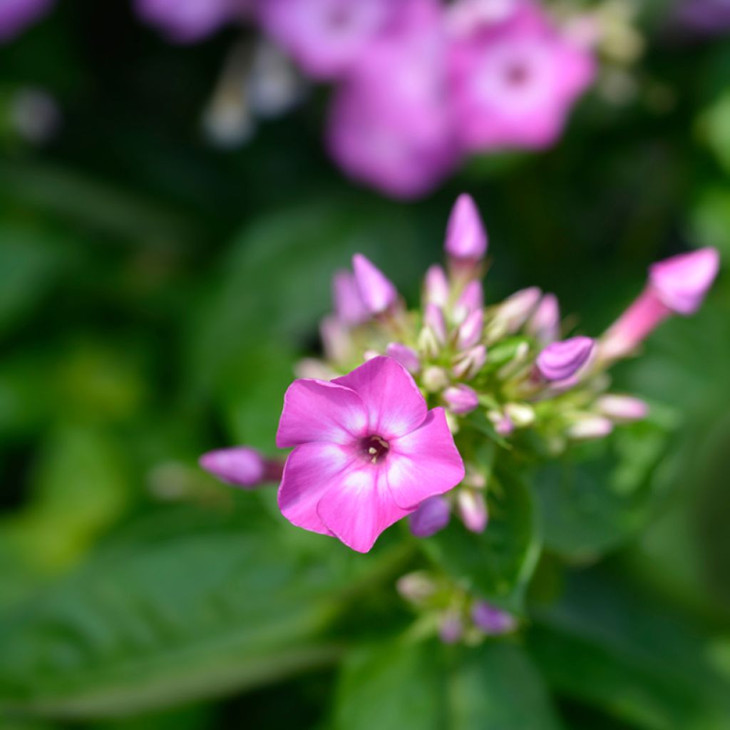 Phlox paniculata Purple Eye Flame - Vlambloem