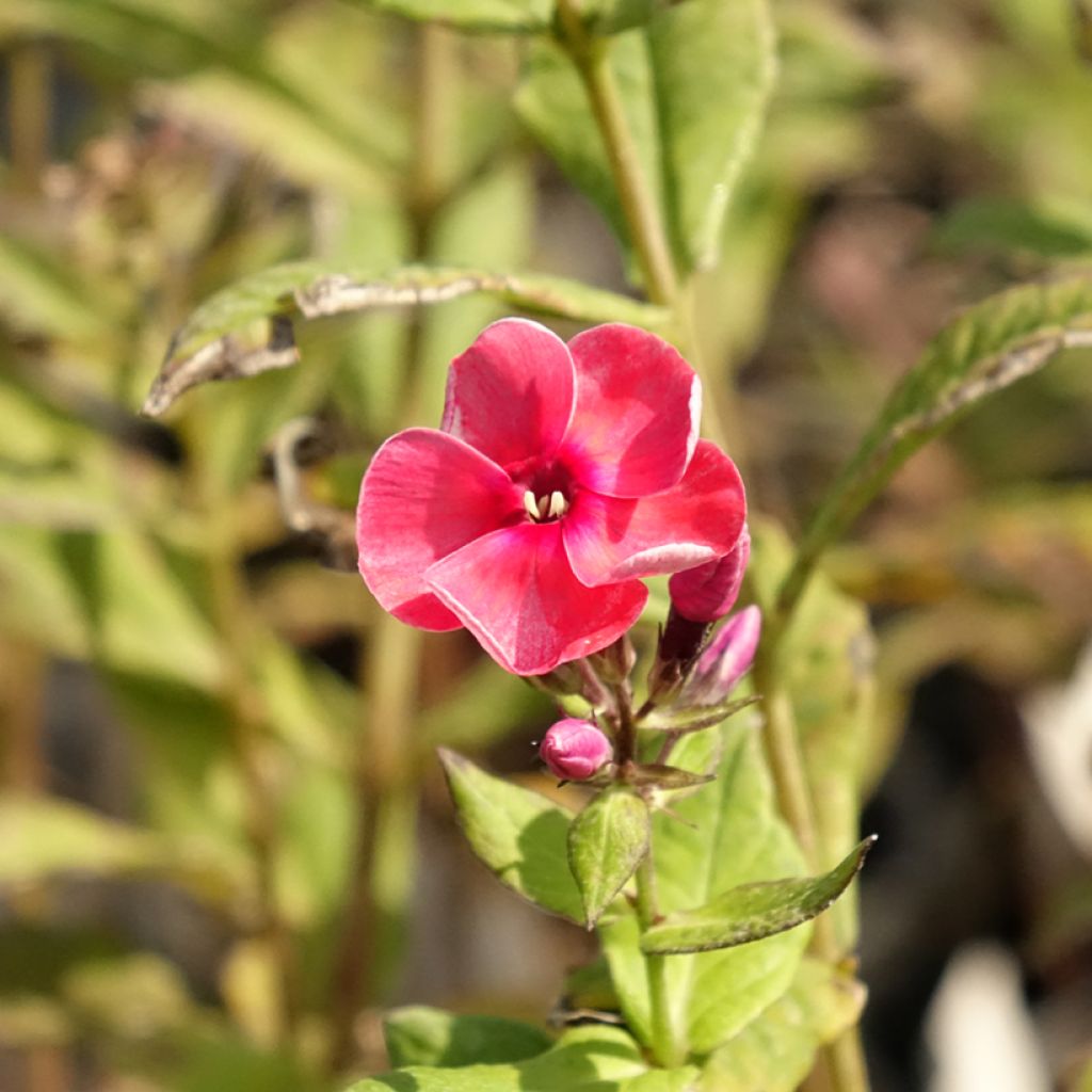 Phlox paniculata Stars and Stripes - Vlambloem