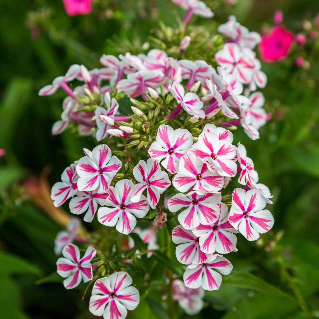 Phlox paniculata Twister - Vlambloem