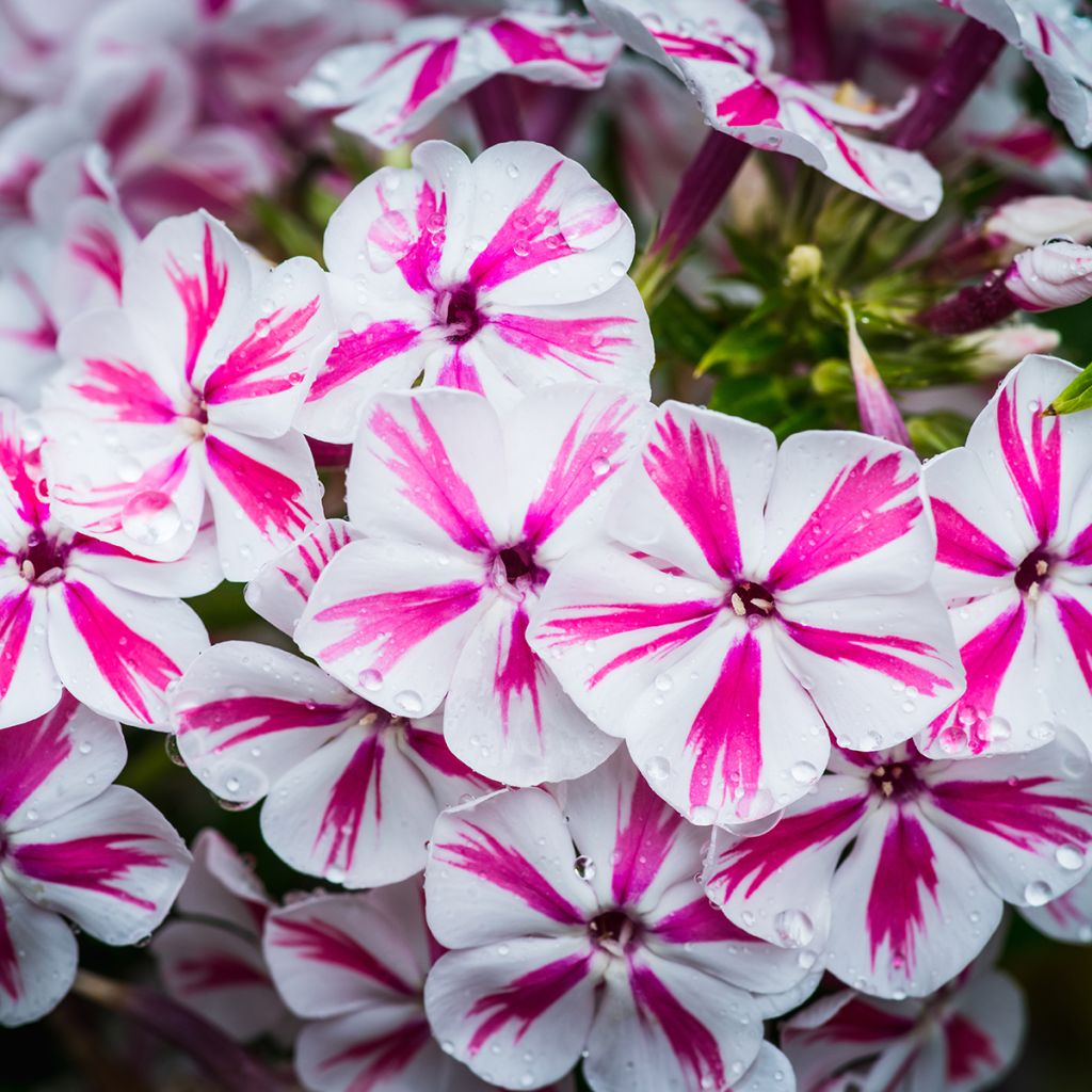 Phlox paniculata Twister - Vlambloem