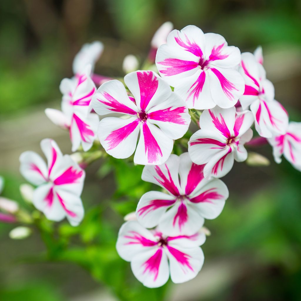 Phlox paniculata Twister - Vlambloem