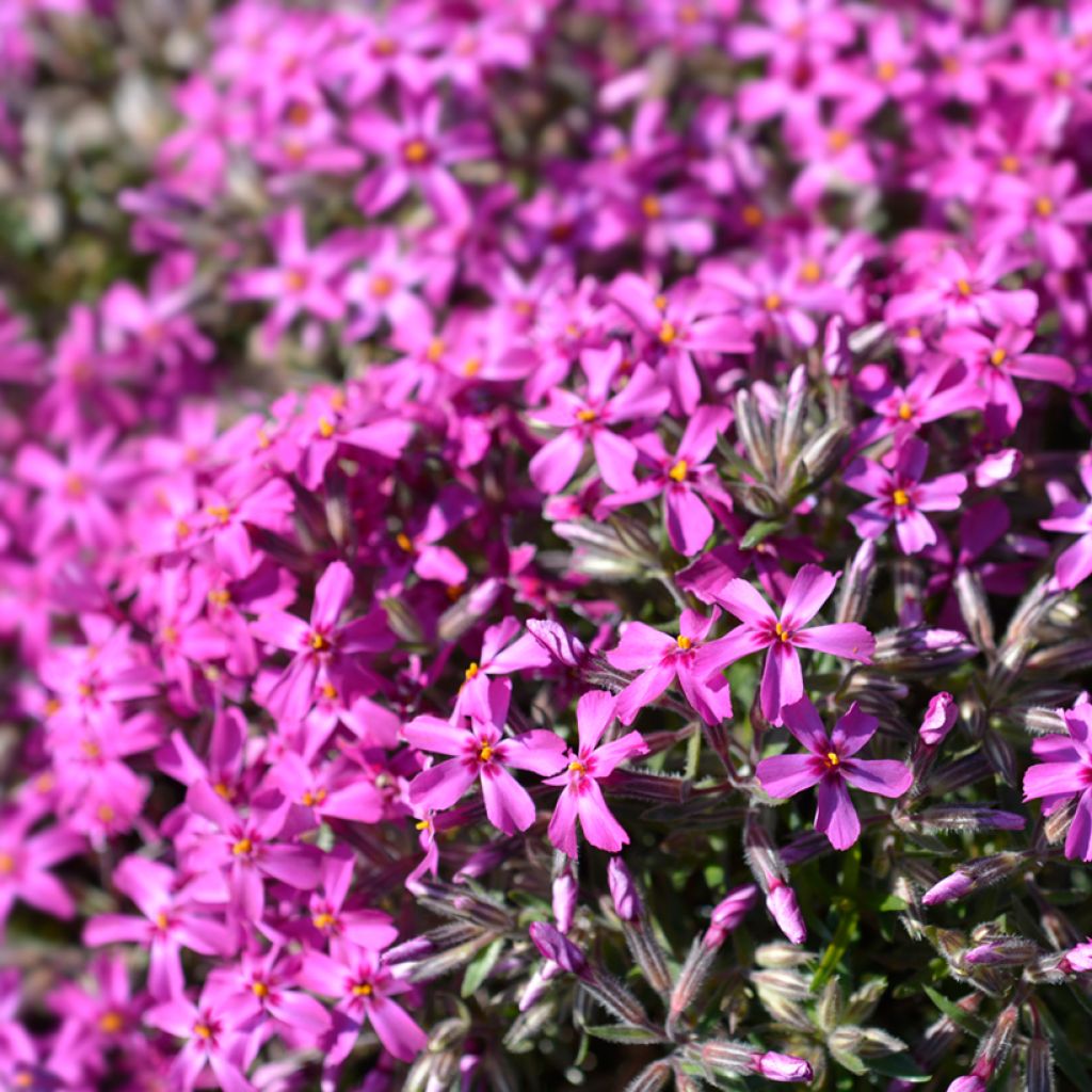 Phlox subulata Atropurpurea - Kruipende vlambloem