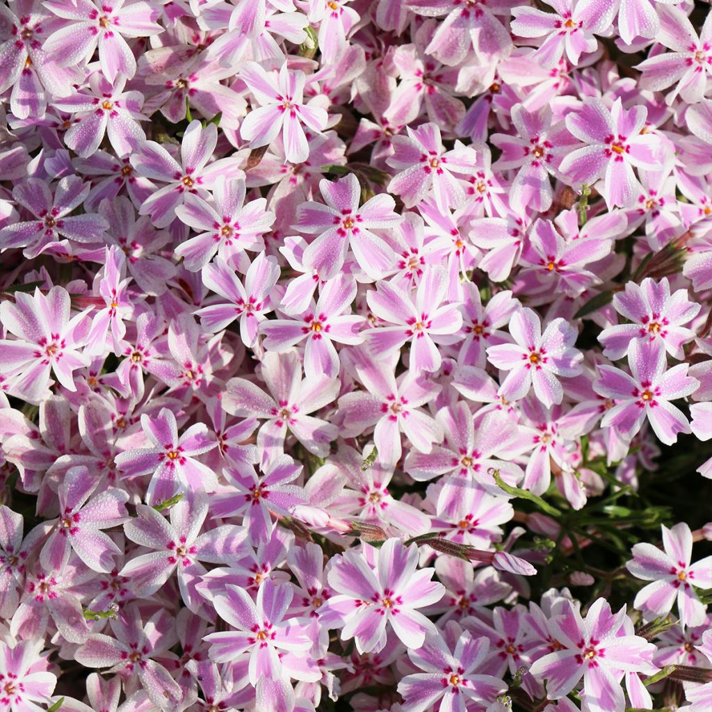 Phlox subulata Drumm
