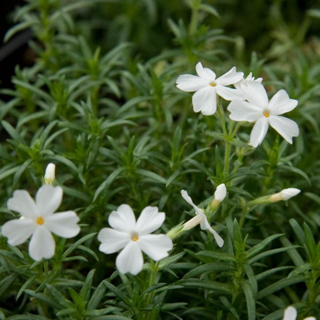 Phlox subulata White Delight - Kruipende vlambloem