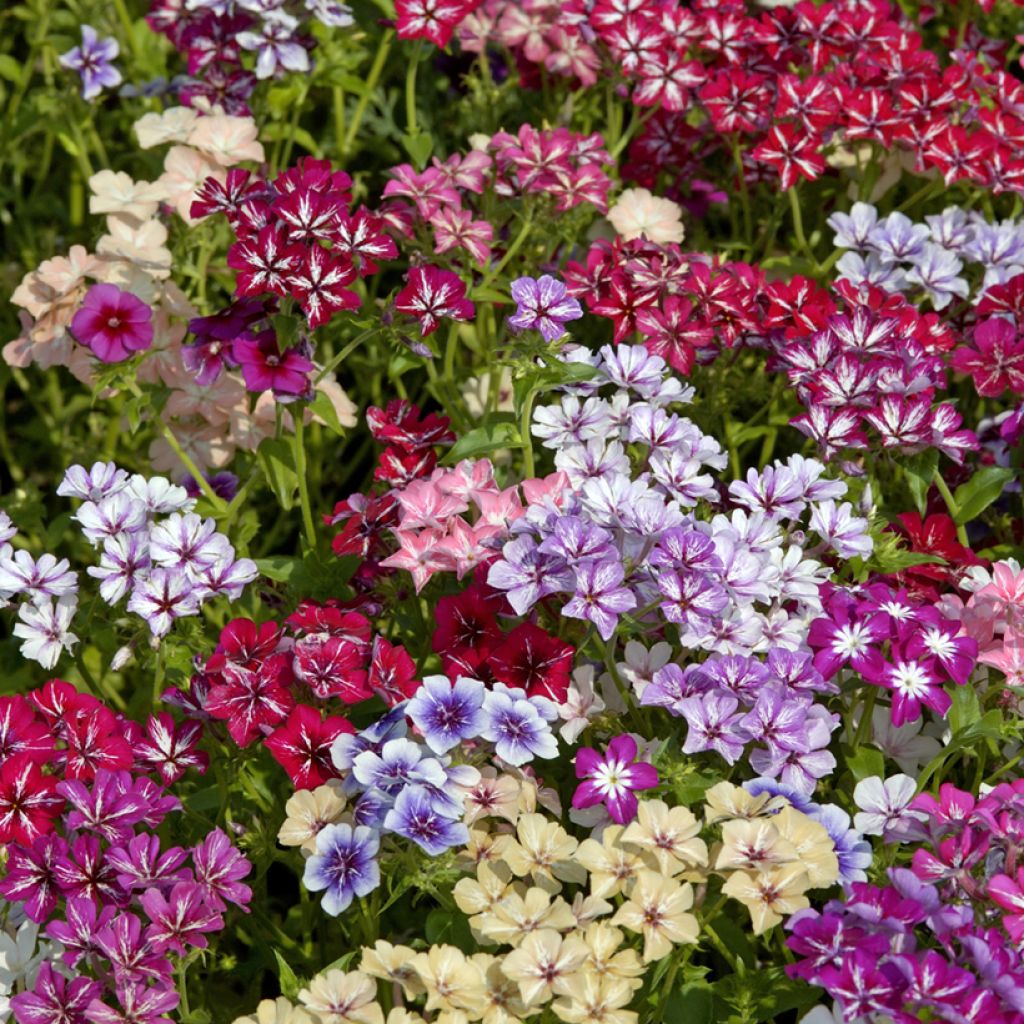 Phlox drummondii Starry Eyes (zaad) - Eenjarige vlambloem