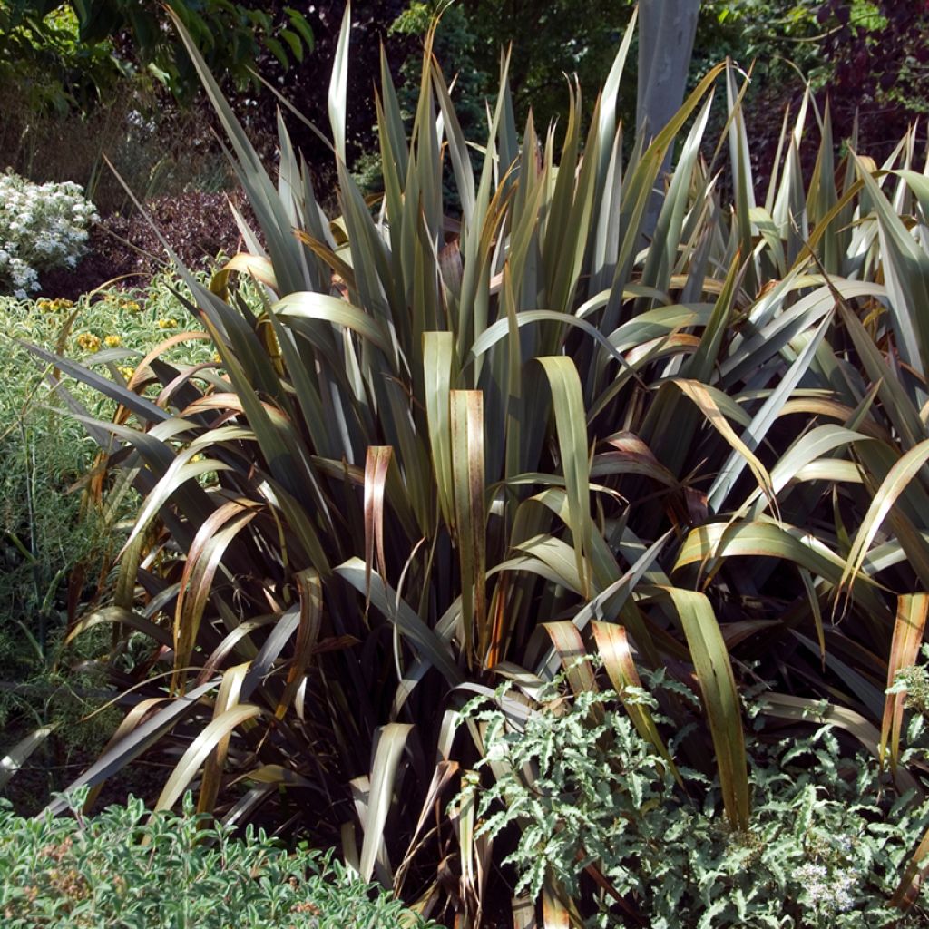 Phormium Bronze Baby - Nieuw-Zeelands vlas