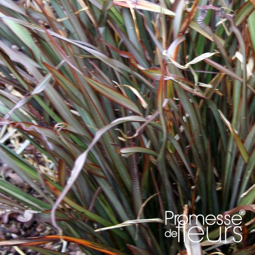 Phormium Rainbow Maiden - Nieuw-Zeelands vlas