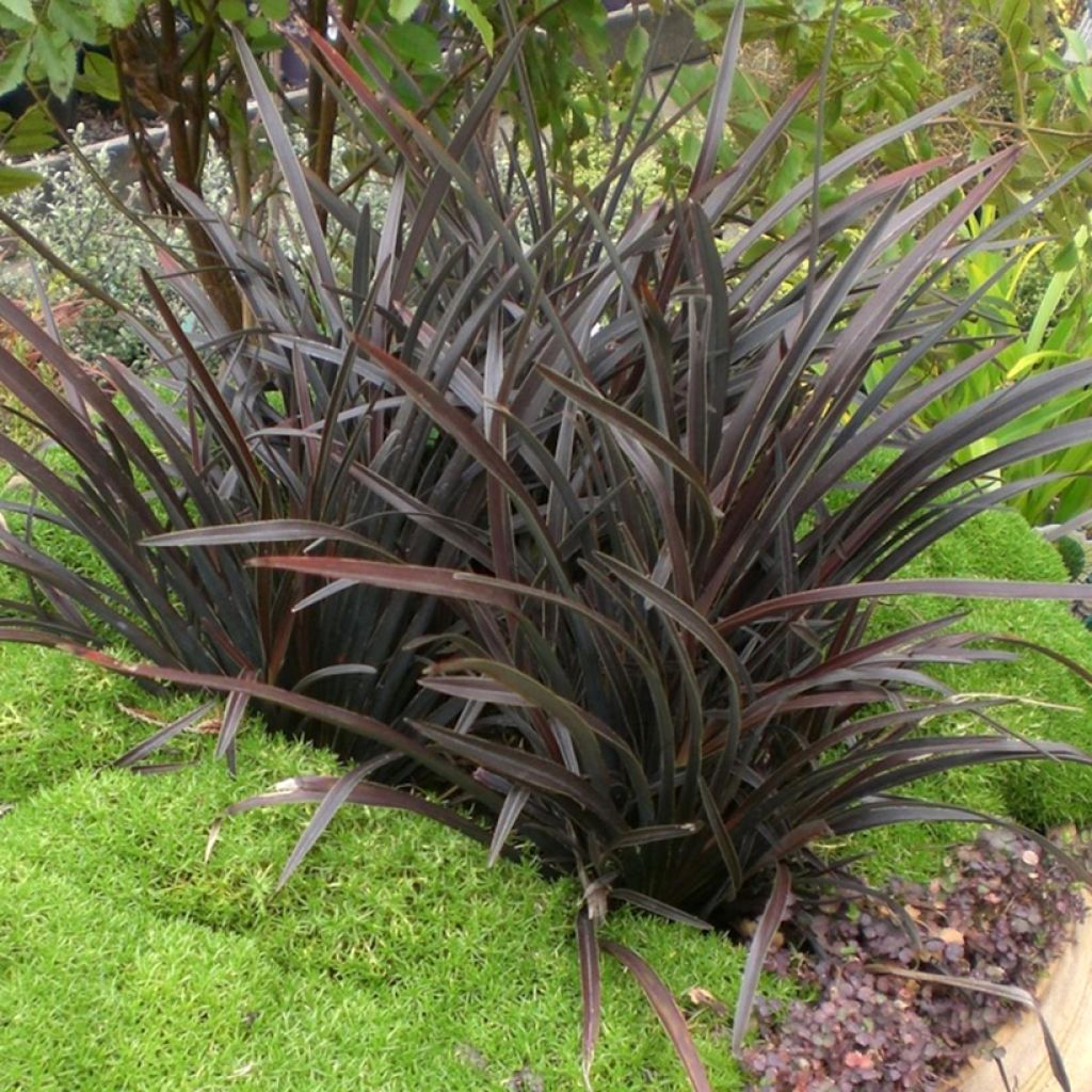 Phormium Mini Magic - Nieuw-Zeelands vlas