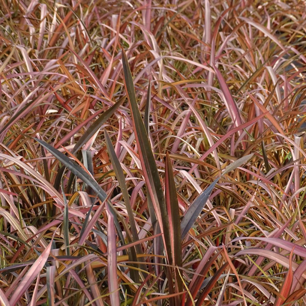 Phormium Rainbow Maiden - Nieuw-Zeelands vlas