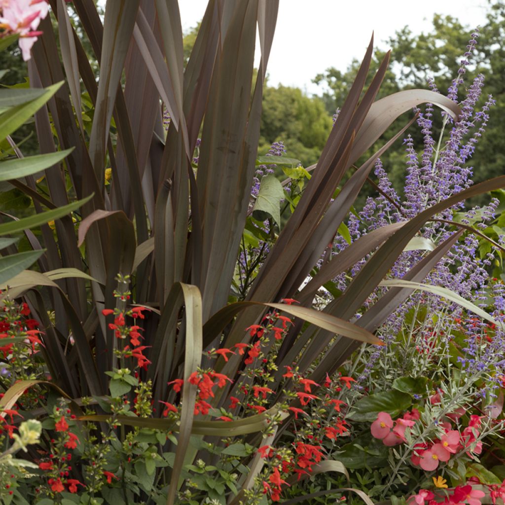 Phormium tenax Purpureum - Nieuw-Zeelands vlas