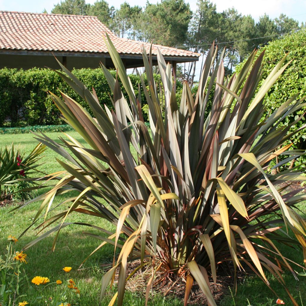 Phormium tenax Purpureum - Nieuw-Zeelands vlas