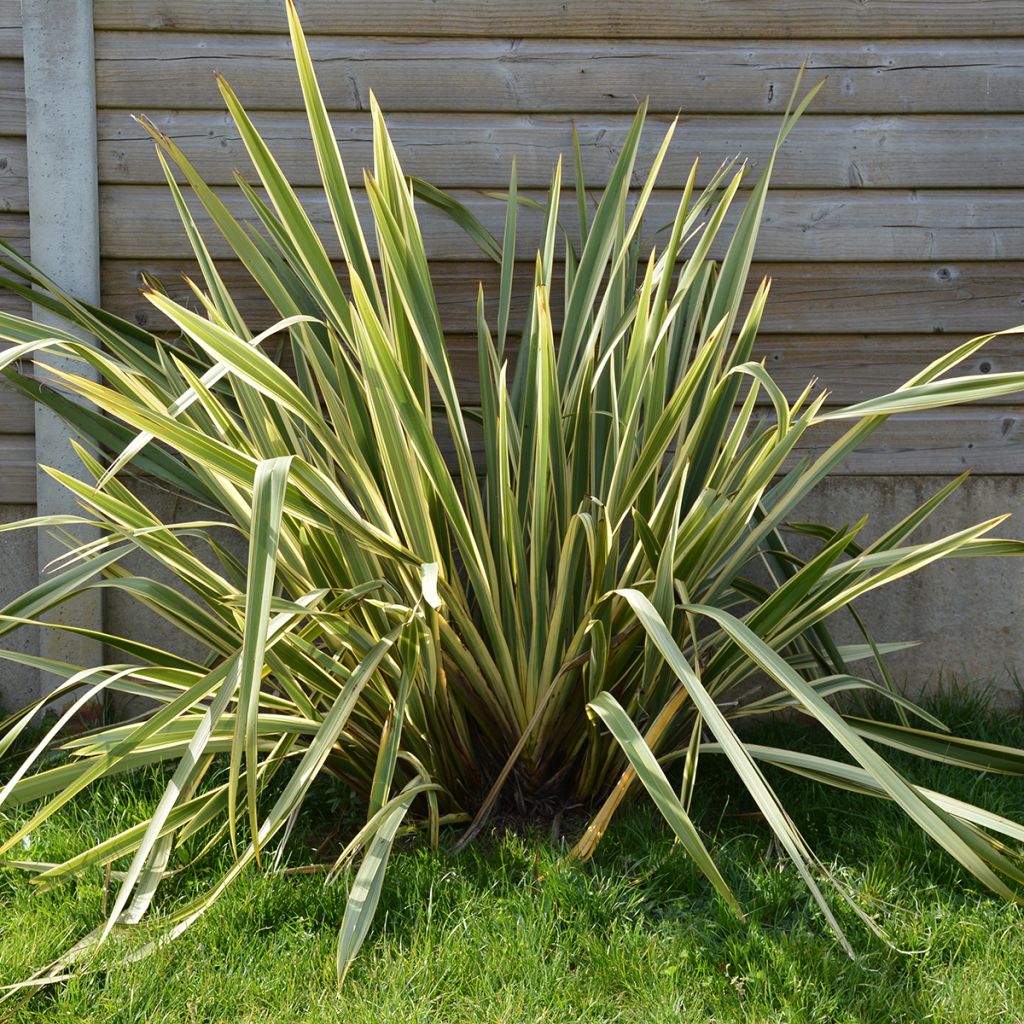 Phormium Duet - Nieuw-Zeelands vlas