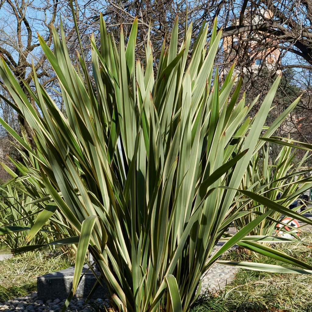 Phormium tenax (zaad) - Nieuw-Zeelands vlas