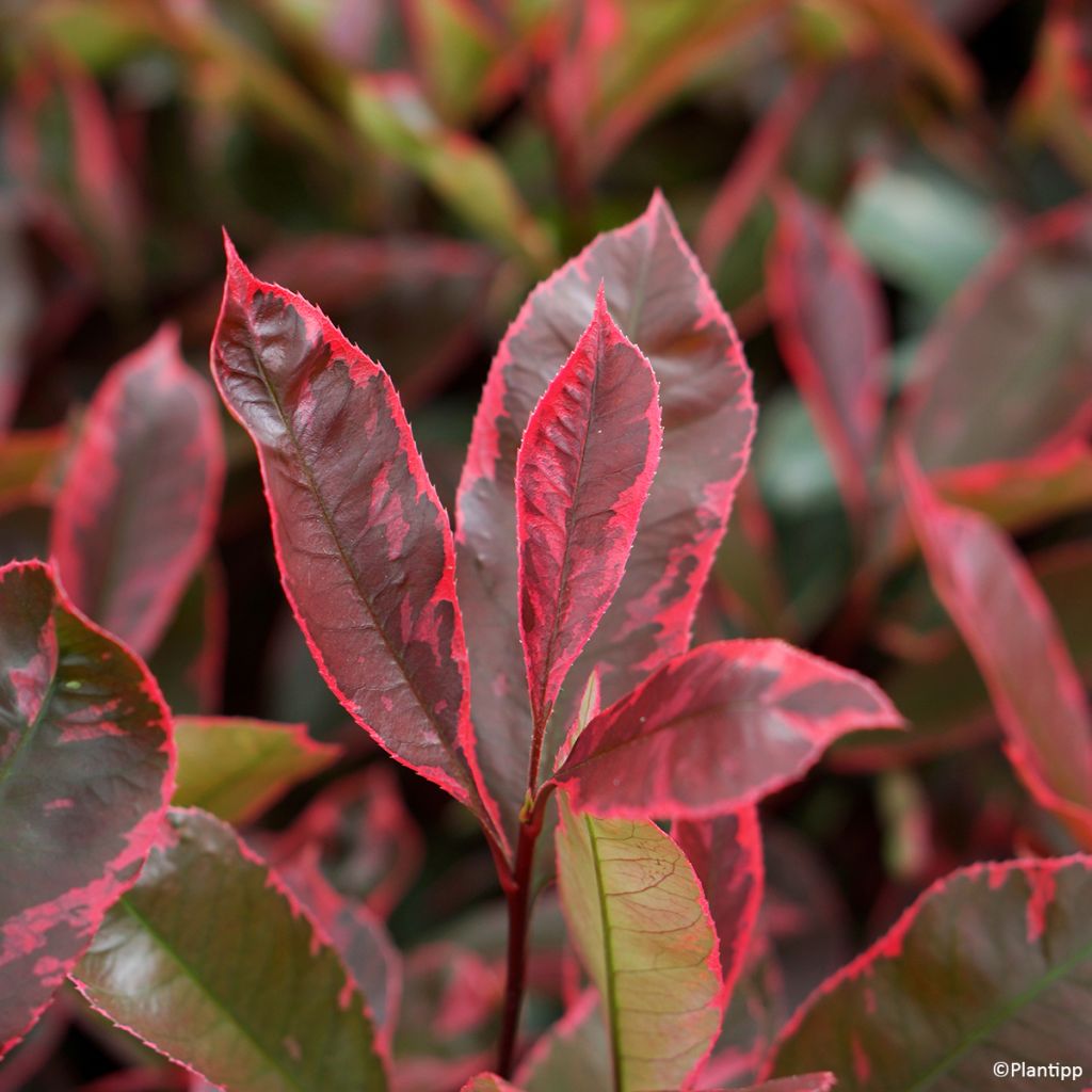 Photinia Louise - Glansmispel