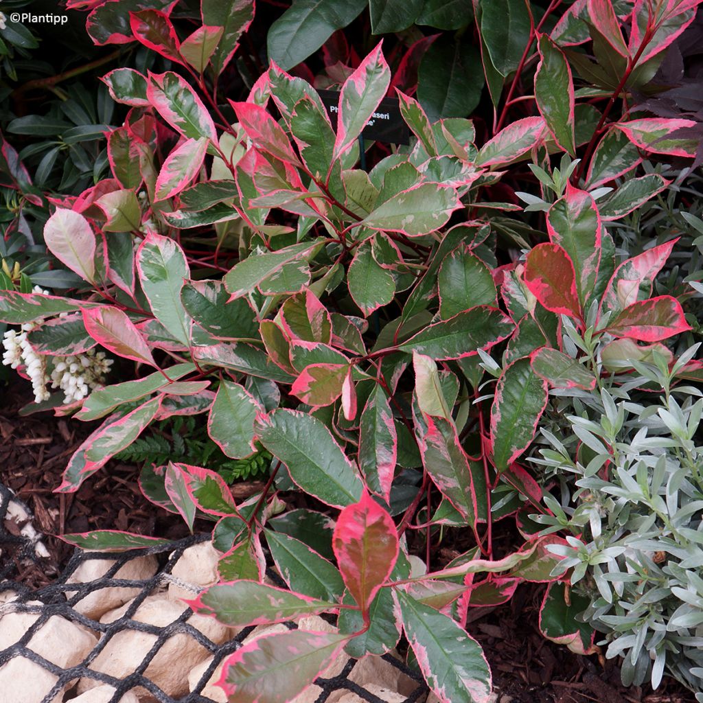 Photinia Louise - Glansmispel