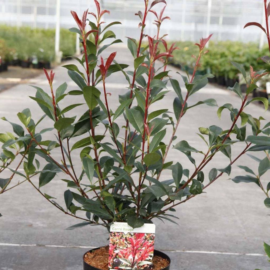 Photinia fraseri Carré Rouge - Glansmispel