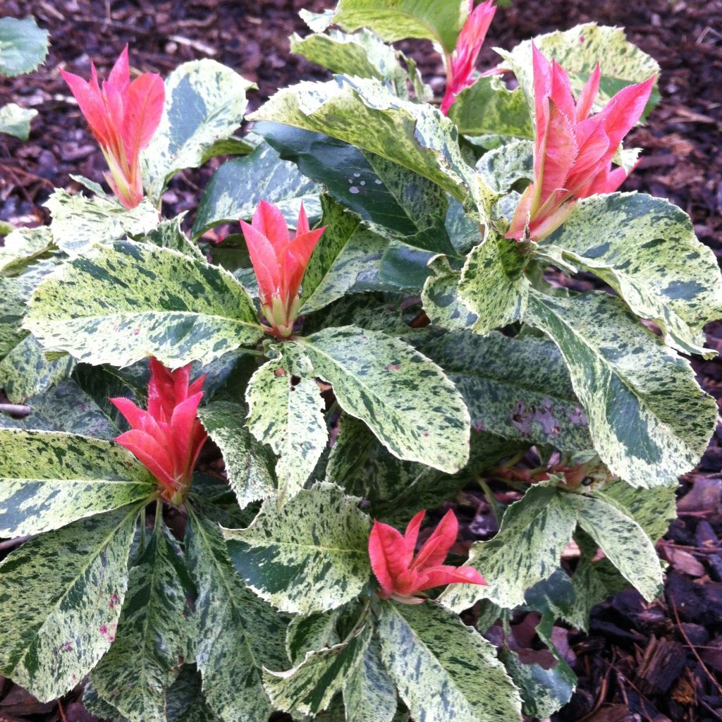 Photinia serratifolia Pink Crispy - Glansmispel