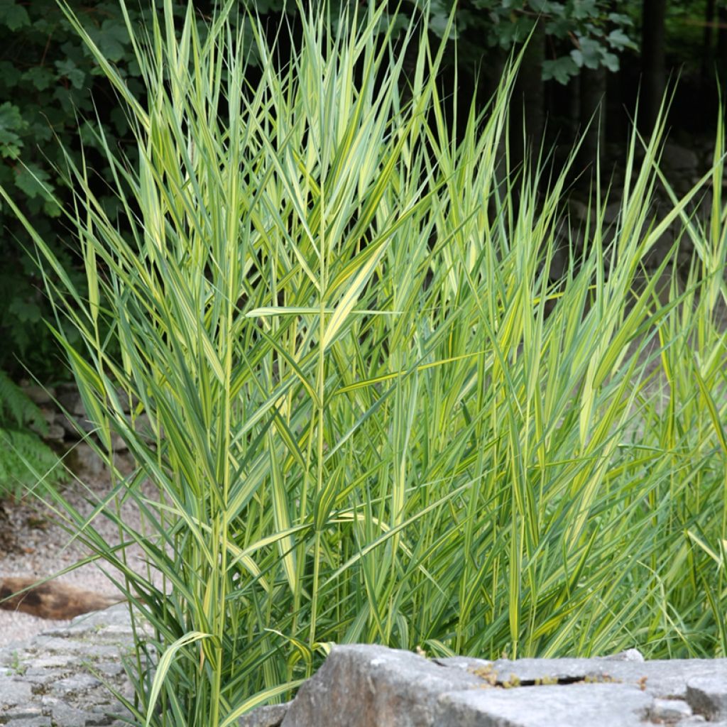 Phragmites australis Variegatus - Riet