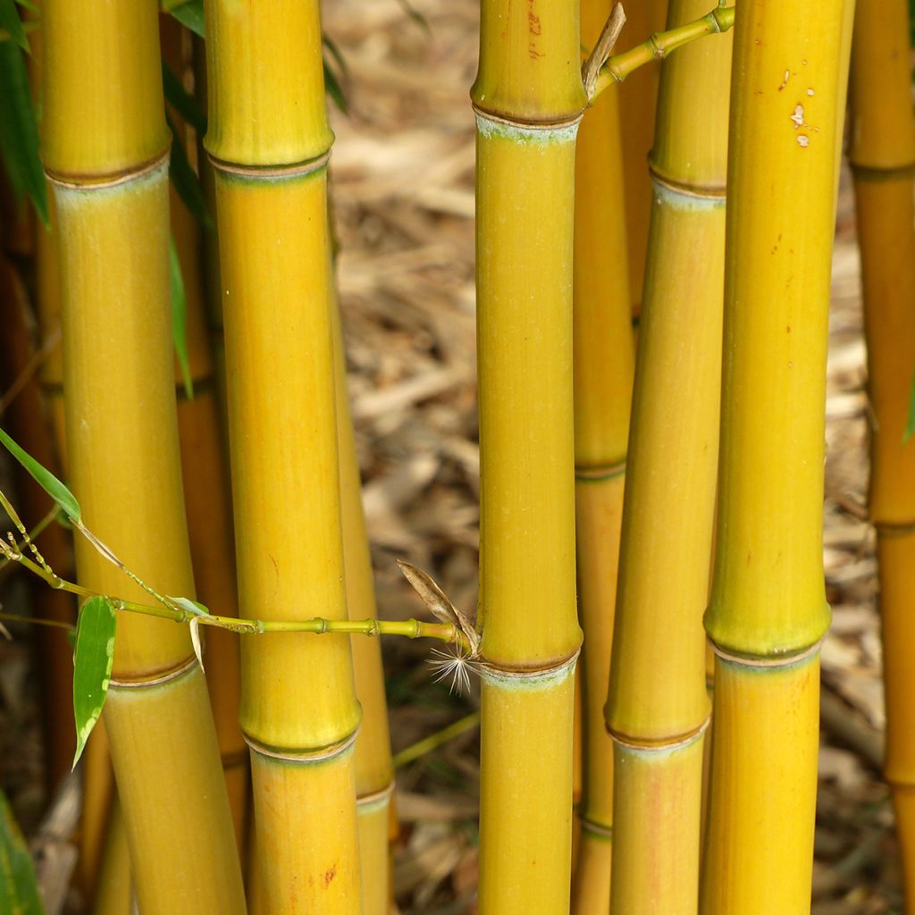 Phyllostachys aureosulcata - Gele bamboe