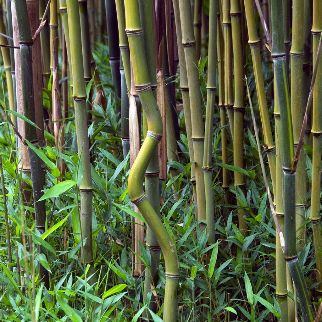Phyllostachys aureosulcata - Gele bamboe