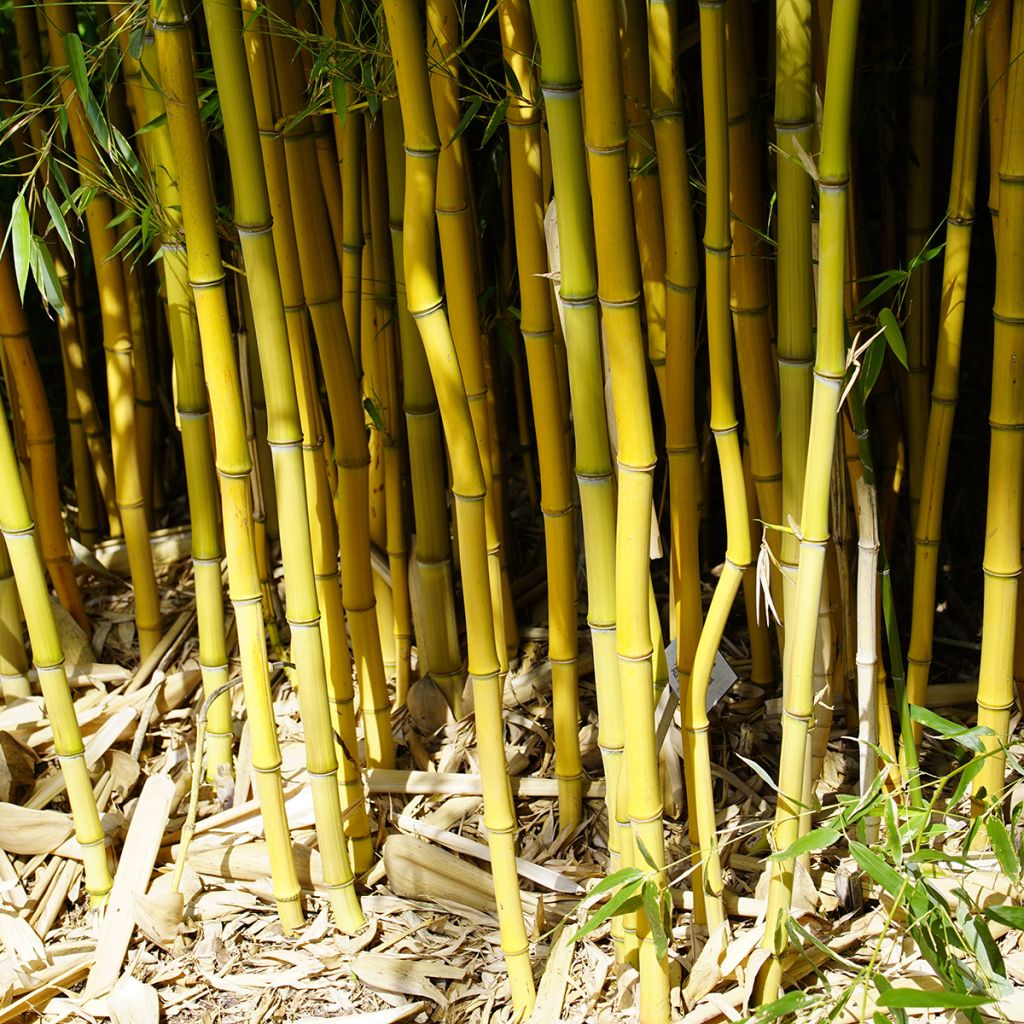 Phyllostachys aureosulcata - Gele bamboe